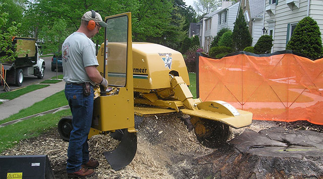 stump grinding